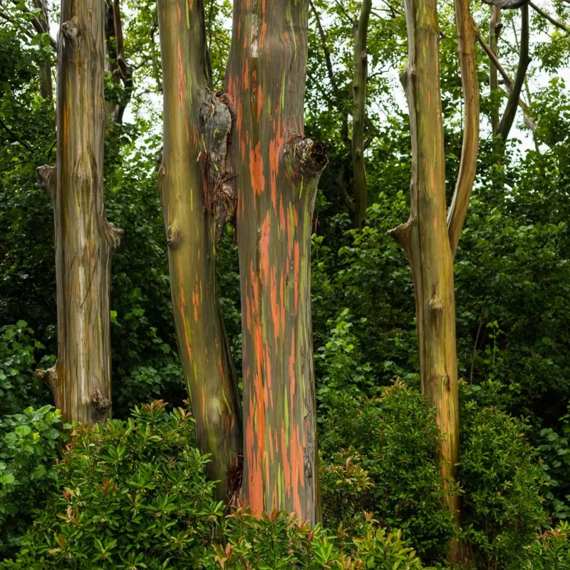 Large Eucalyptus Rainbow Tree, 48 - 70 Inches Tall, Dormant, No Leaf Until Spring, Live Rainbow Eucalyptus Plant