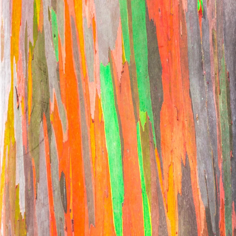 Large Eucalyptus Rainbow Tree, 48 - 70 Inches Tall, Dormant, No Leaf Until Spring, Live Rainbow Eucalyptus Plant