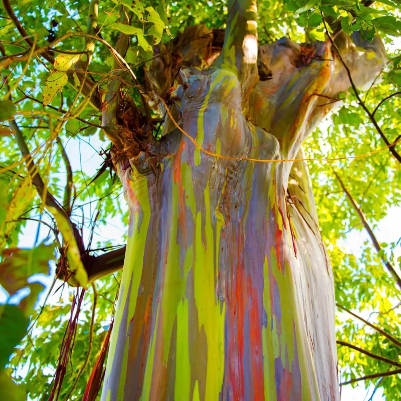 Large Eucalyptus Rainbow Tree, 48 - 70 Inches Tall, Dormant, No Leaf Until Spring, Live Rainbow Eucalyptus Plant