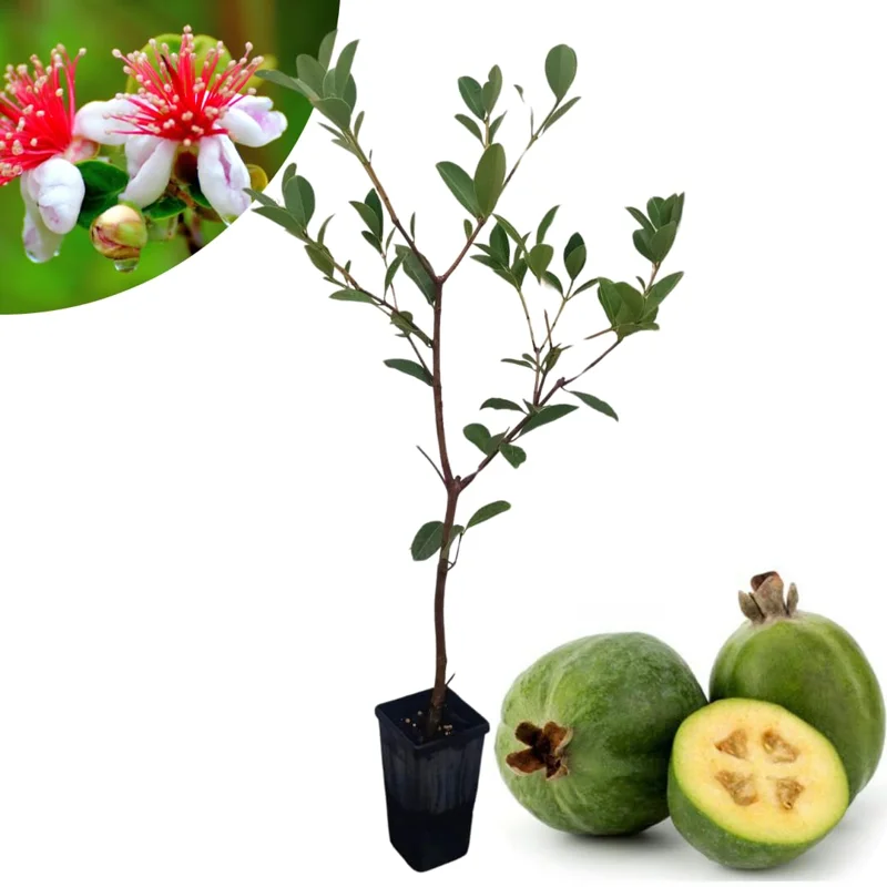 Pineapple Guava Tree Live Plant, 10 To 12 Inc Tall, Well Rooted, 1 Year Old Guava Tree, Fragrant Guava for Planting, Cold Hardy