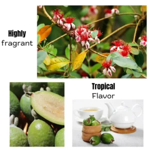 Pineapple Guava Tree Live Plant, 10 To 12 Inc Tall, Well Rooted, 1 Year Old Guava Tree, Fragrant Guava for Planting, Cold Hardy