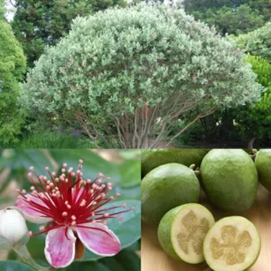 Pineapple Guava Tree Live Plant, 10 To 12 Inc Tall, Well Rooted, 1 Year Old Guava Tree, Fragrant Guava for Planting, Cold Hardy