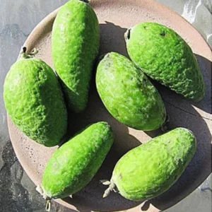 Pineapple Guava Tree Live Plant, 10 To 12 Inc Tall, Well Rooted, 1 Year Old Guava Tree, Fragrant Guava for Planting, Cold Hardy