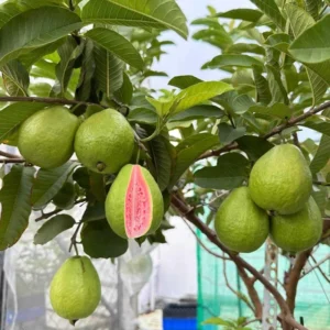 Pink Guava Tree Live Plant, 6 To 12 Inc Tall, Well Rooted, 1 Year Old Guava Tree, Fragrant Guava for Planting, Cold Hardy