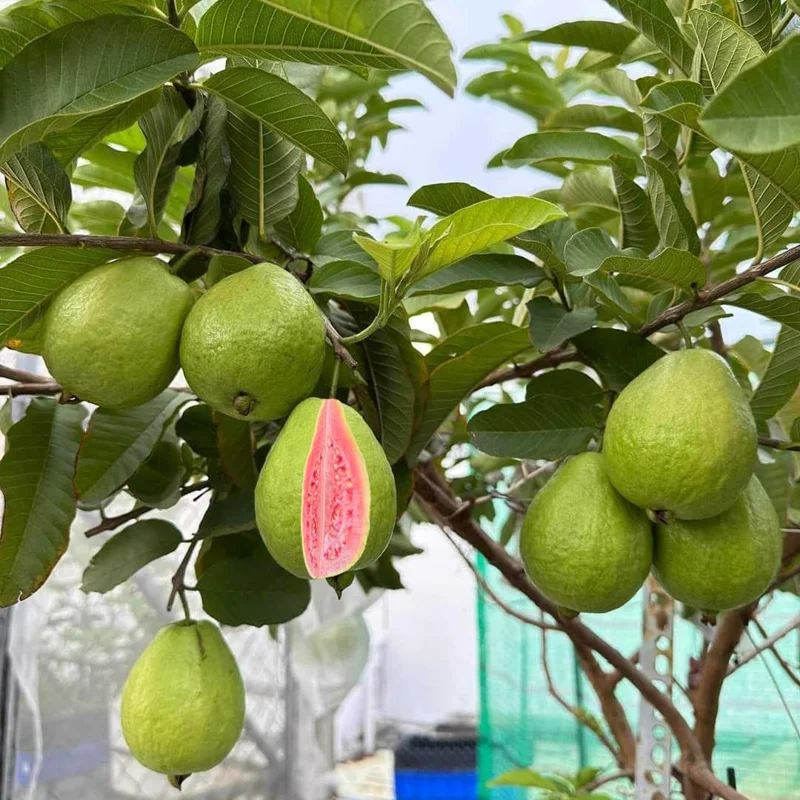 Pink Guava Tree Live Plant, 6 To 12 Inc Tall, Well Rooted, 1 Year Old Guava Tree, Fragrant Guava for Planting, Cold Hardy
