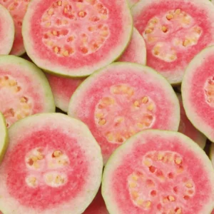 Pink Guava Tree Live Plant, 6 To 12 Inc Tall, Well Rooted, 1 Year Old Guava Tree, Fragrant Guava for Planting, Cold Hardy