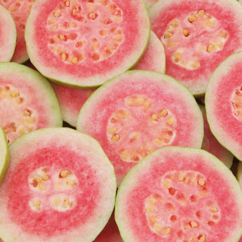 Pink Guava Tree Live Plant, 6 To 12 Inc Tall, Well Rooted, 1 Year Old Guava Tree, Fragrant Guava for Planting, Cold Hardy