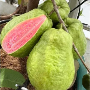 Pink Guava Tree Live Plant, 6 To 12 Inc Tall, Well Rooted, 1 Year Old Guava Tree, Fragrant Guava for Planting, Cold Hardy