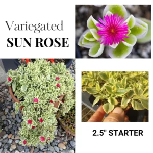 Variegated Aptenia Baby Sun Rose Plant Live, Starter Baby Sun Rose for Planting, 3 To 5 Inc Tall, No Pot, Aptenia Plant for Trailing