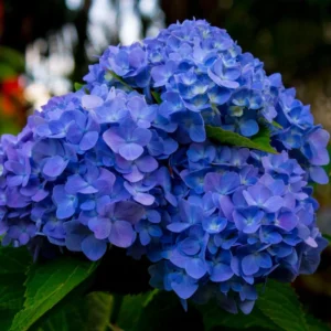 Hydrangea Tree, Blue Hydrangea Bush, Hydrangea Shrub, Change Color Hydrangea for Planting, 6-12 Inc Tall, No Pot