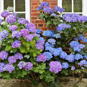 Hydrangea Tree, Blue Hydrangea Bush, Hydrangea Shrub, Change Color Hydrangea for Planting, 6-12 Inc Tall, No Pot