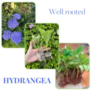 Hydrangea Tree, Blue Hydrangea Bush, Hydrangea Shrub, Change Color Hydrangea for Planting, 6-12 Inc Tall, No Pot