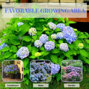 Hydrangea Tree, Blue Hydrangea Bush, Hydrangea Shrub, Change Color Hydrangea for Planting, 6-12 Inc Tall, No Pot