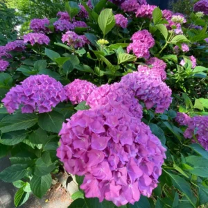 Hydrangea Tree, Blue Hydrangea Bush, Hydrangea Shrub, Change Color Hydrangea for Planting, 6-12 Inc Tall, No Pot