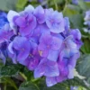 Hydrangea Tree, Pink To Purple Hydrangea Bush, Hydrangea Shrub, Change Color Hydrangea for Planting, 6-12 Inc Tall, No Pot