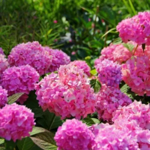 Hydrangea Tree, Pink To Purple Hydrangea Bush, Hydrangea Shrub, Change Color Hydrangea for Planting, 6-12 Inc Tall, No Pot
