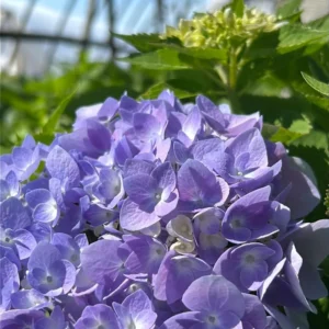 Hydrangea Tree, Pink To Purple Hydrangea Bush, Hydrangea Shrub, Change Color Hydrangea for Planting, 6-12 Inc Tall, No Pot