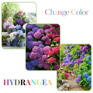Hydrangea Tree, Pink To Purple Hydrangea Bush, Hydrangea Shrub, Change Color Hydrangea for Planting, 6-12 Inc Tall, No Pot