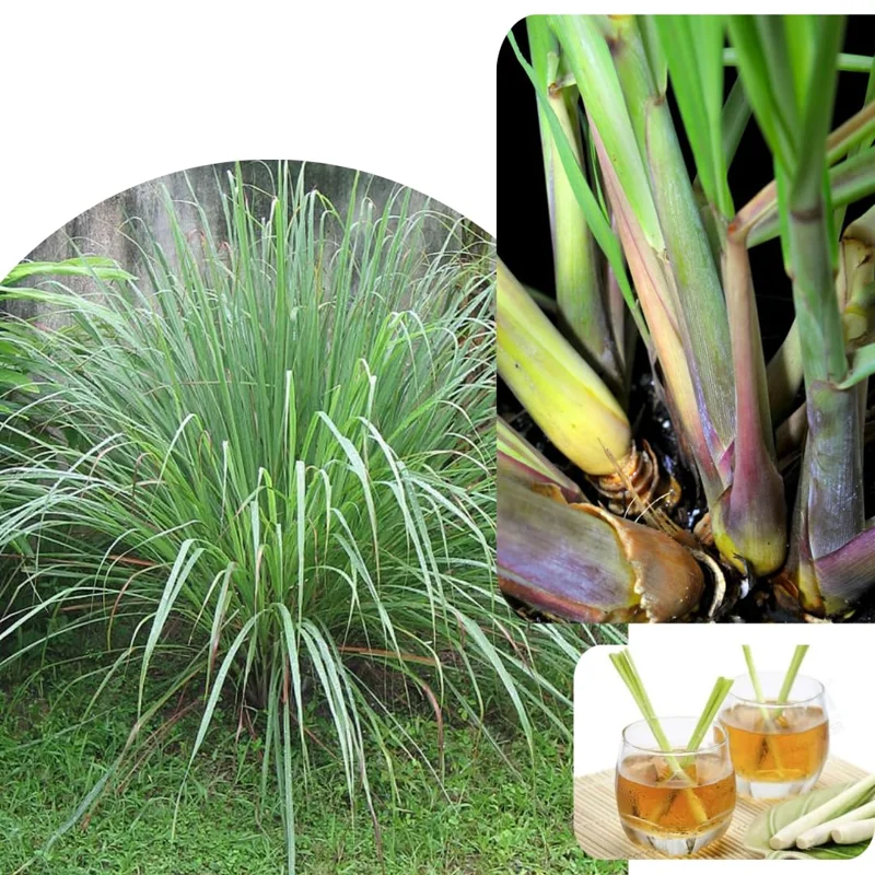 Lemon Grass Plants Set 7, Live Lemongrass Well Rooted, Zone 10-11, Fresh Lemongrass for Planting