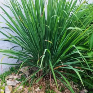 Lemon Grass Plants Set 7, Live Lemongrass Well Rooted, Zone 10-11, Fresh Lemongrass for Planting