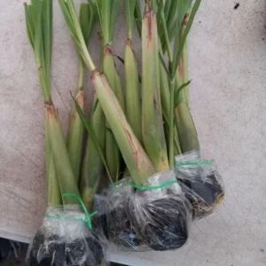 Lemon Grass Plants Set 7, Live Lemongrass Well Rooted, Zone 10-11, Fresh Lemongrass for Planting