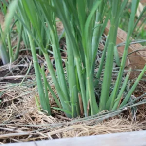 Lemon Grass Plants Set 7, Live Lemongrass Well Rooted, Zone 10-11, Fresh Lemongrass for Planting