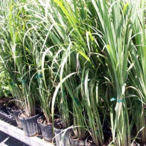 Lemon Grass Plants Set 7, Live Lemongrass Well Rooted, Zone 10-11, Fresh Lemongrass for Planting