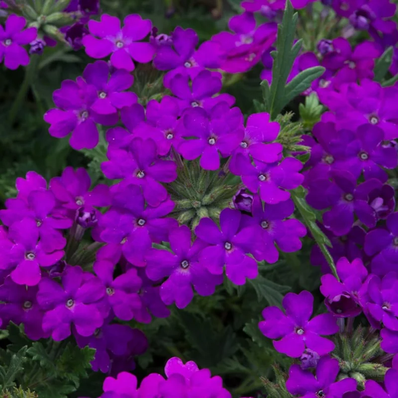 Perennial Purple Verbena Plants Live, Set 6 Plants Verbena for Planting, No Pot
