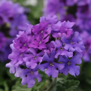 Perennial Purple Verbena Plants Live, Set 6 Plants Verbena for Planting, No Pot