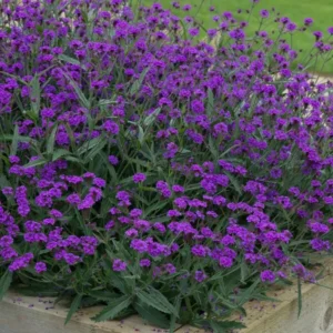 Perennial Purple Verbena Plants Live, Set 6 Plants Verbena for Planting, No Pot