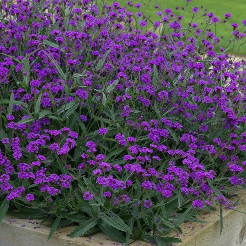 Perennial Purple Verbena Plants Live, Set 6 Plants Verbena for Planting, No Pot