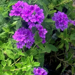 Perennial Purple Verbena Plants Live, Set 6 Plants Verbena for Planting, No Pot