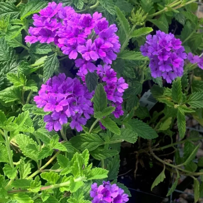 Perennial Purple Verbena Plants Live, Set 6 Plants Verbena for Planting, No Pot