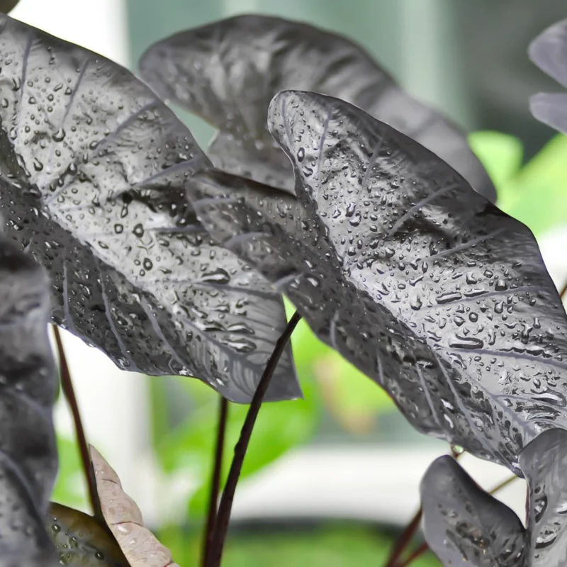 Combo 4 Mixed Colocasia Plants Live, Elephant Ear Caladium Esculenta Colocasia Plants, Pink, Red, Black Stems or Leaf, 4 to 8 Inc Tall