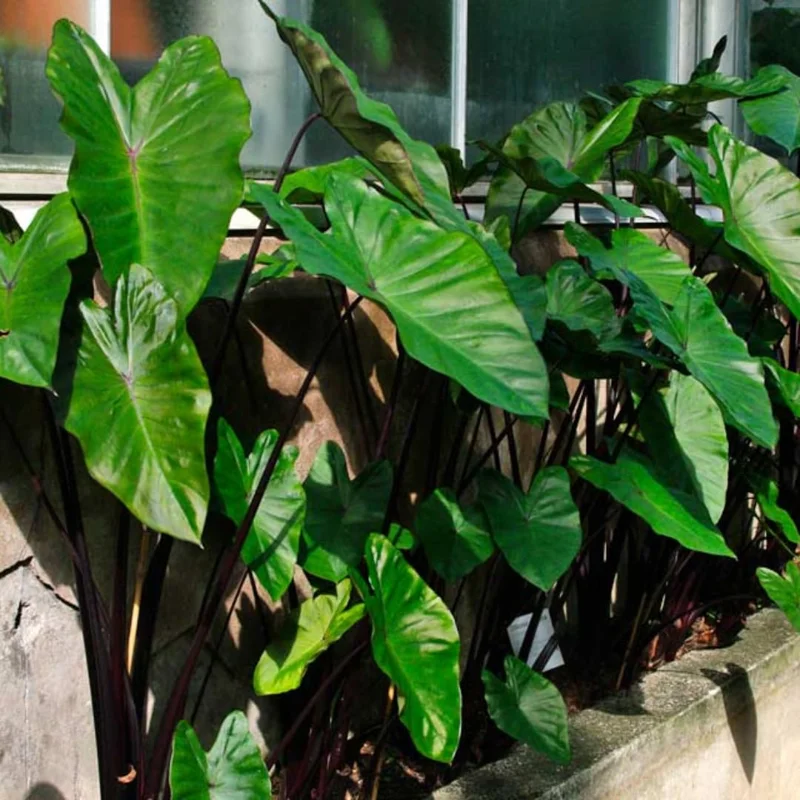 Combo 4 Mixed Colocasia Plants Live, Elephant Ear Caladium Esculenta Colocasia Plants, Pink, Red, Black Stems or Leaf, 4 to 8 Inc Tall