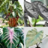 Combo 4 Mixed Colocasia Plants Live, Elephant Ear Caladium Esculenta Colocasia Plants, Pink, Red, Black Stems or Leaf, 4 to 8 Inc Tall