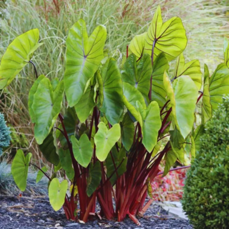 Combo 4 Mixed Colocasia Plants Live, Elephant Ear Caladium Esculenta Colocasia Plants, Pink, Red, Black Stems or Leaf, 4 to 8 Inc Tall