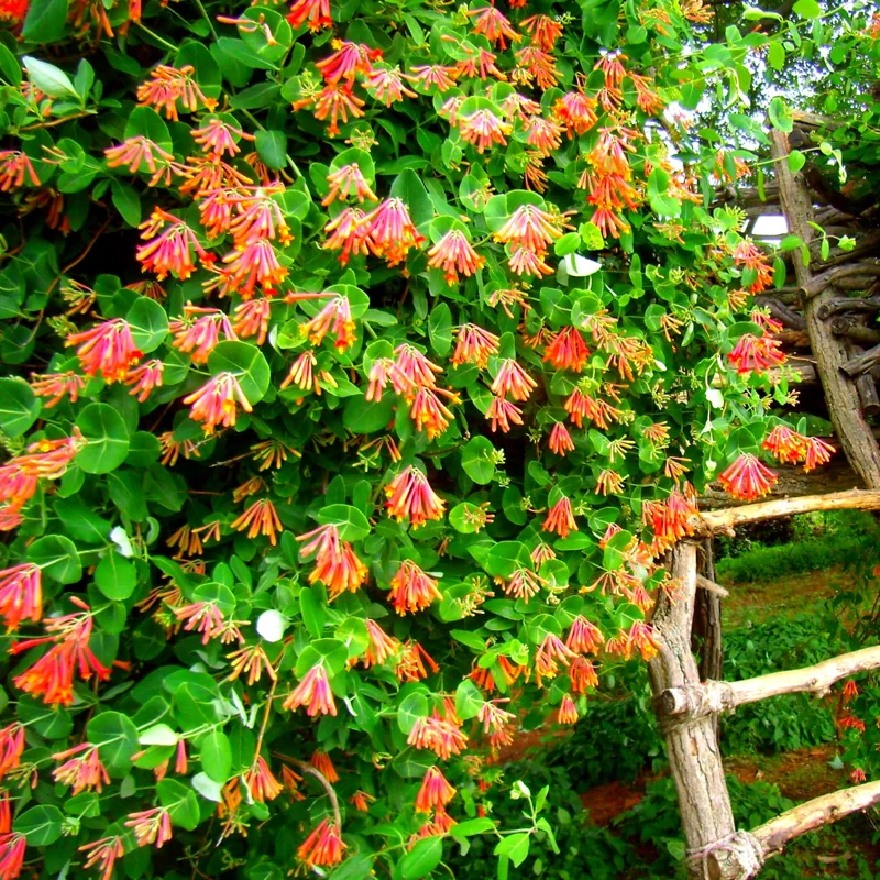 Honeysuckle Plant, Live Honeysucke Vine, 10-15 Inc Tall, Honeysuckle for Planting, Climbing Honeysuckle Bush Shrubs, Fragrant, No Pot