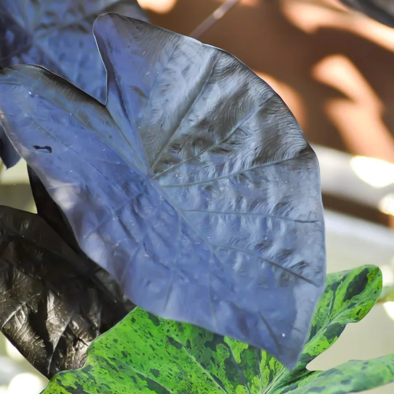 Combo 4 Mixed Colocasia Plants Live, Elephant Ear Caladium Esculenta Colocasia Plants, Pink, Red, Black Stems or Leaf, 4 to 8 Inc Tall