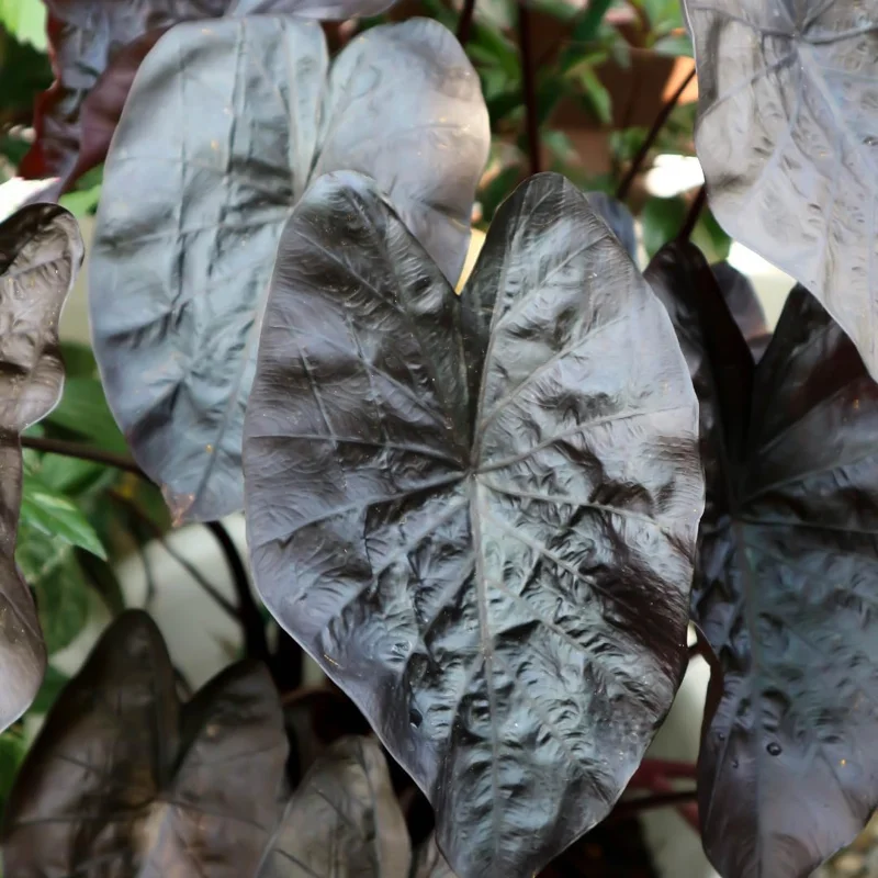 Combo 4 Mixed Colocasia Plants Live, Elephant Ear Caladium Esculenta Colocasia Plants, Pink, Red, Black Stems or Leaf, 4 to 8 Inc Tall