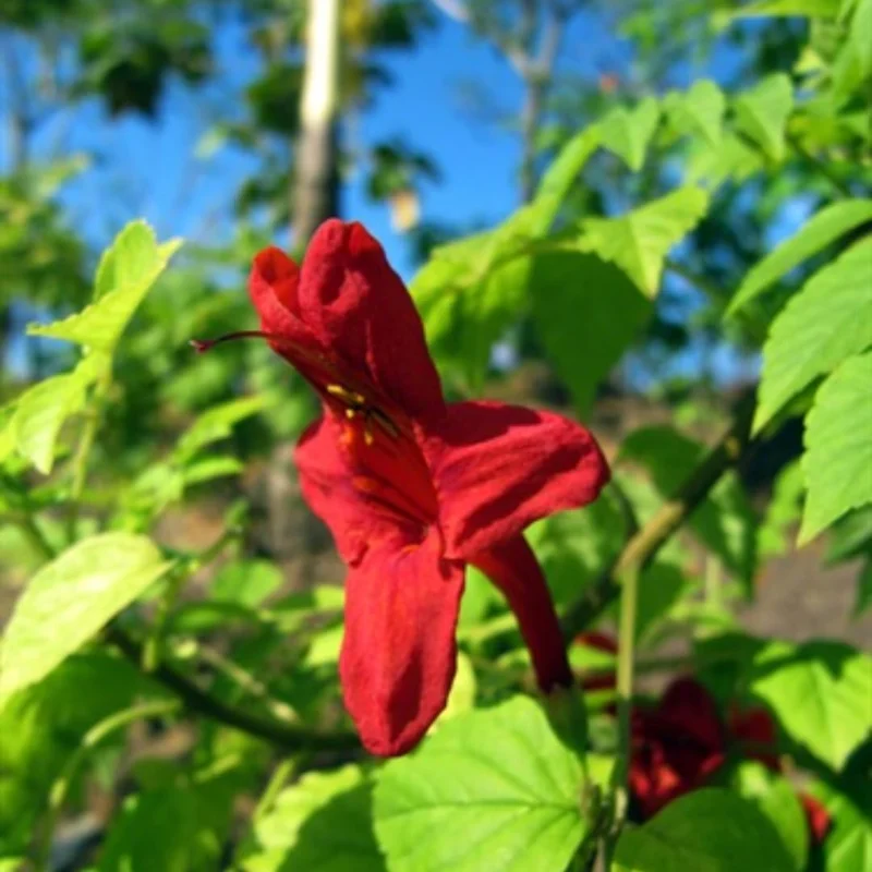 Honeysuckle Plant, Live Honeysucke Vine, 5-10 Inc Tall, Honeysuckle for Planting, Climbing Honeysuckle Bush Shrubs, Fragrant, No Pot