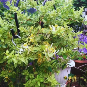 Honeysuckle Plant, Live Honeysucke Vine, 5-10 Inc Tall, Honeysuckle for Planting, Climbing Honeysuckle Bush Shrubs, Fragrant, No Pot