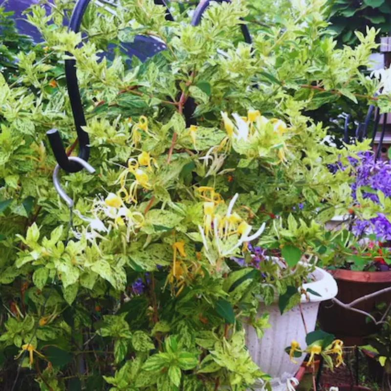 Honeysuckle Plant, Live Honeysucke Vine, 5-10 Inc Tall, Honeysuckle for Planting, Climbing Honeysuckle Bush Shrubs, Fragrant, No Pot