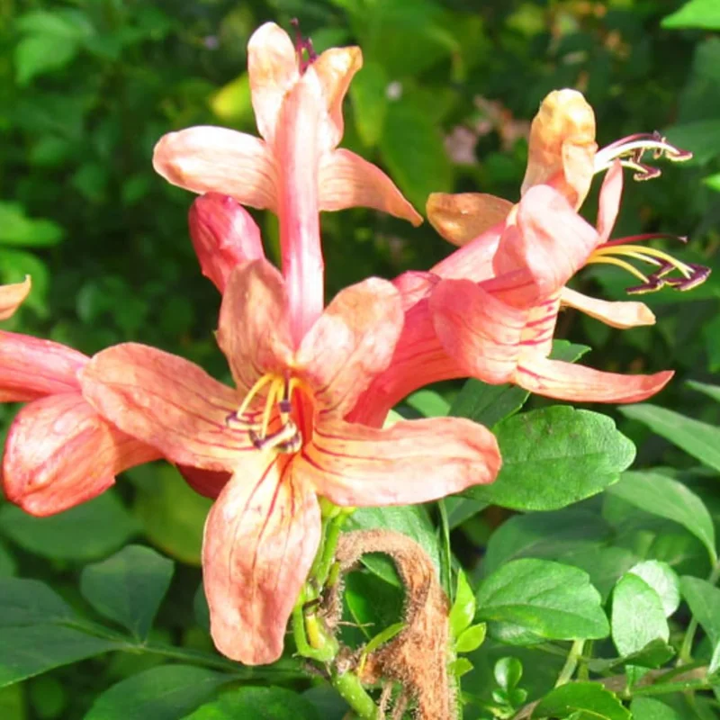 Honeysuckle Plant, Live Honeysucke Vine, 5-10 Inc Tall, Honeysuckle for Planting, Climbing Honeysuckle Bush Shrubs, Fragrant, No Pot