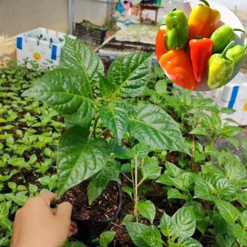 Set 2 Pepper Plants Live, 90 Days Old Pepper, No Pot