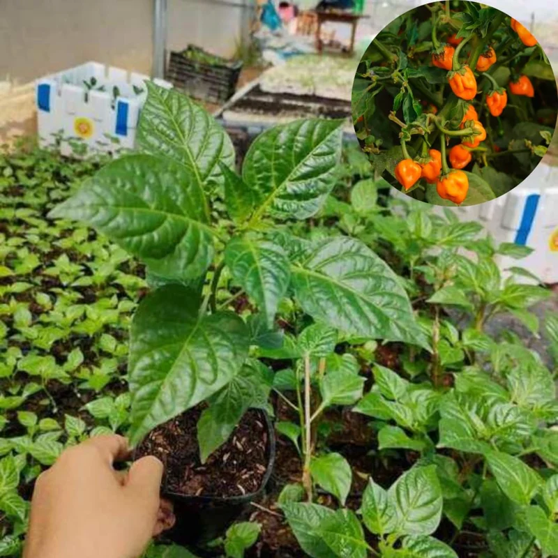Set 2 Pepper Plants Live, 90 Days Old Pepper, No Pot