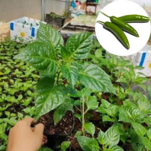 Set 2 Pepper Plants Live, 90 Days Old Pepper, No Pot