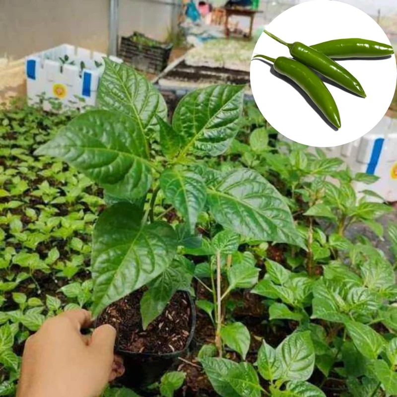 Set 2 Pepper Plants Live, 90 Days Old Pepper, No Pot