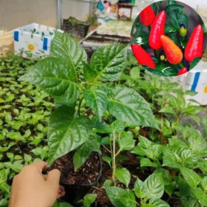 Set 2 Pepper Plants Live, 90 Days Old Pepper, No Pot