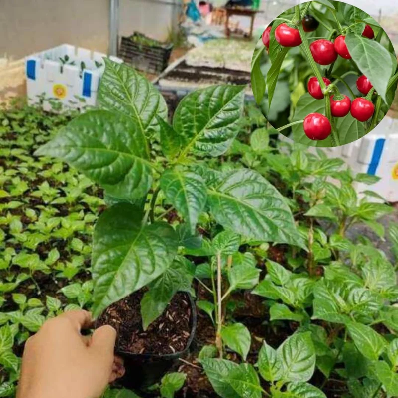 Set 2 Pepper Plants Live, 90 Days Old Pepper, No Pot